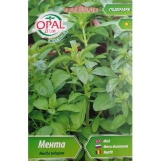 Мента