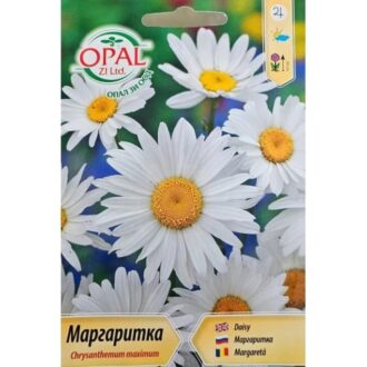 Бяла маргаритка