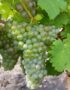 Лоза сорт Вионие /бял винен/