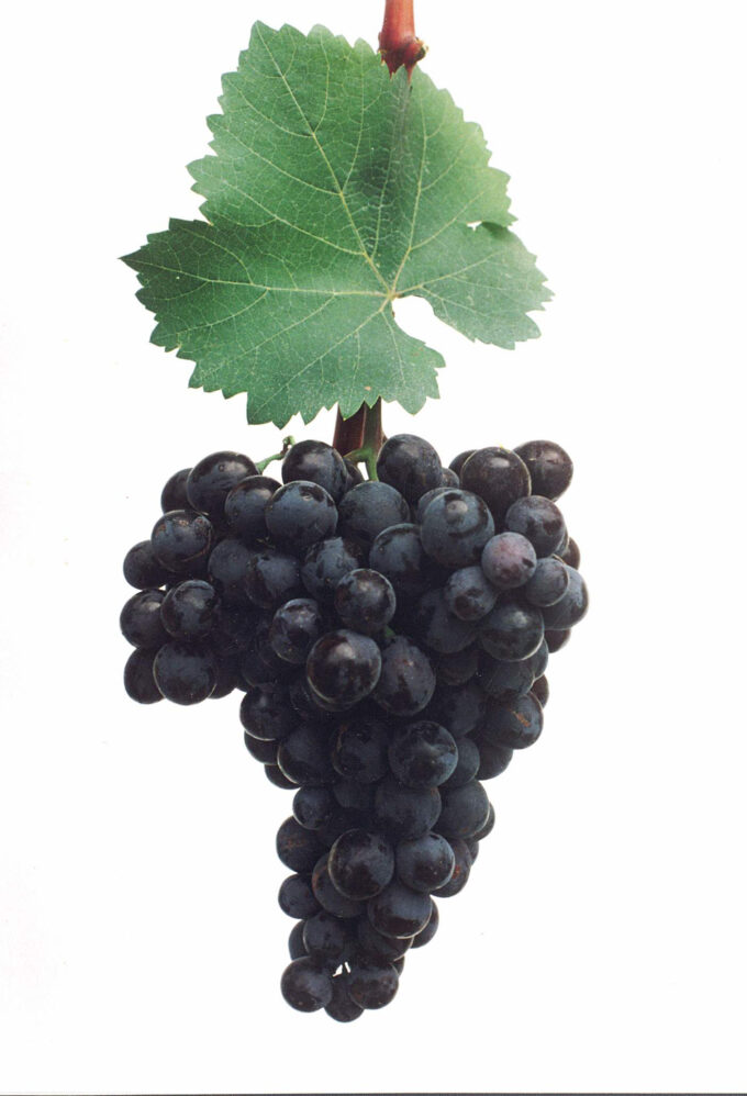 221abdb8fe2f0fd8b8f61e1d36163ba2d73678e8