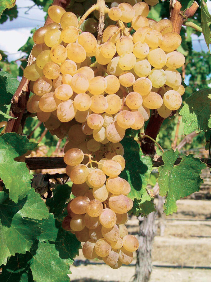 File written by Adobe Photoshop¨ 4.0