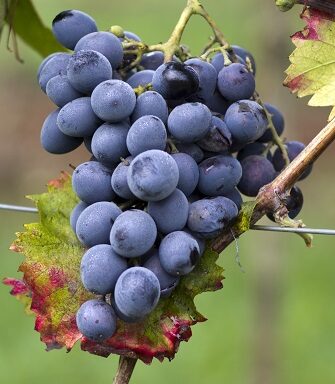 Moldova (Rebsorte) - Gruppe