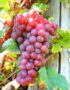 Лоза сорт Червен мискет