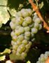 Лоза сорт Совиньон блан /бял винен/