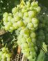 Лоза сорт Варненски мискет /бял винен/