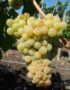 Лоза сорт Димят /бял винен/