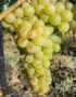 Лоза сорт Мускат Отонел /бял винен/