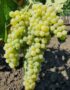 Лоза сорт Юни блан /бял винен/