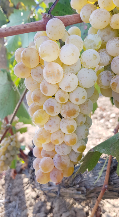 loza-pomoriiski-biser