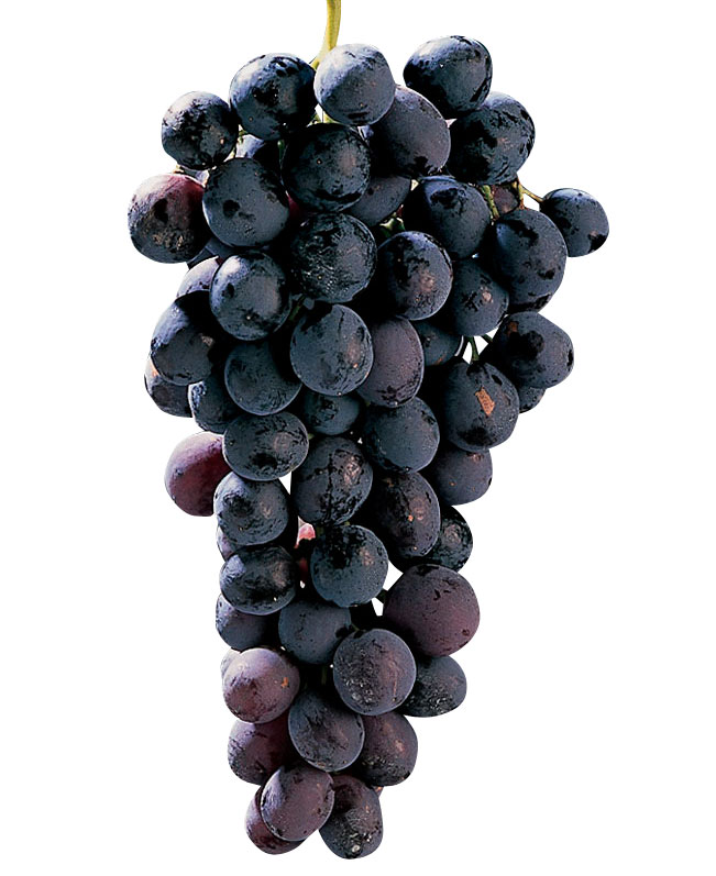 micheli-di-palieri-0