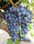 Лоза сорт Сира /винен/