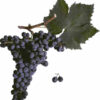 vineyards-red-sort-black-pearl-cherveni-lozi-grozde-cherna-perla