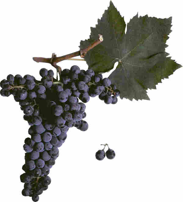 vineyards-red-sort-black-pearl-cherveni-lozi-grozde-cherna-perla