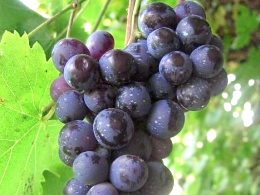 vineyards-red-sort-cherveni-lozi-grozde-rusenski-misket-1