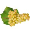 vrachanski-misket-vines-grapevine-seedlings-white-grape