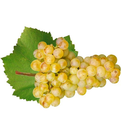 vrachanski-misket-vines-grapevine-seedlings-white-grape