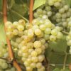 white-wine-grape-varieties-vineyard-bulgaria-chardonnay-sort-beli-lozi-shardone