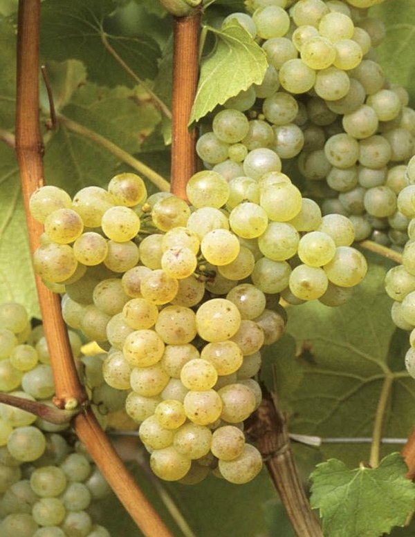 white-wine-grape-varieties-vineyard-bulgaria-chardonnay-sort-beli-lozi-shardone