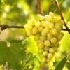 white-wine-grape-varieties-vineyard-bulgaria-sort-beli-desertno-lozi-nadejda-500x383