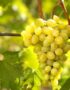 Лоза сорт Александрийски мискет  /бял винен/