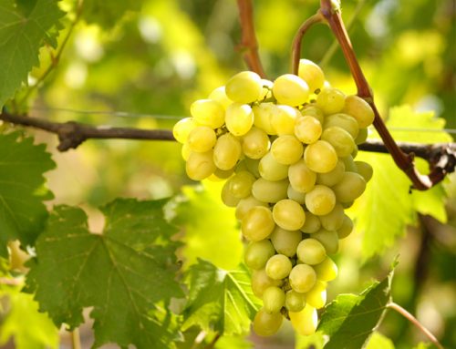 white-wine-grape-varieties-vineyard-bulgaria-sort-beli-desertno-lozi-nadejda-500x383