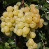 white-wine-grape-varieties-vineyard-bulgaria-sort-beli-lozi-desertno-italy-italia