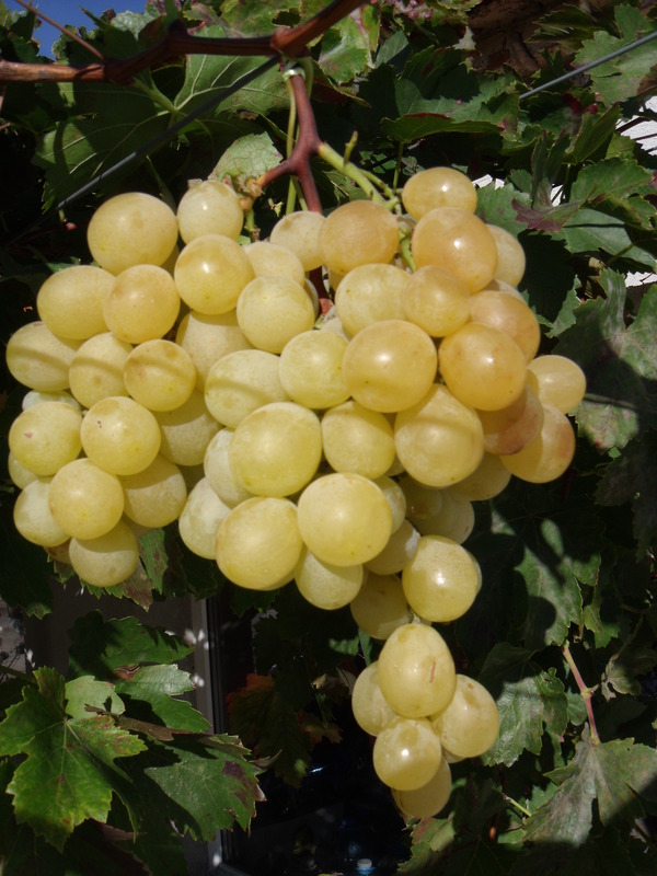 white-wine-grape-varieties-vineyard-bulgaria-sort-beli-lozi-desertno-italy-italia