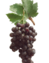 Лоза сорт Хамбургски мискет /червен десертен/