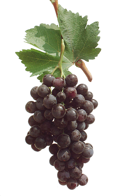 Хамбургски-Мискет