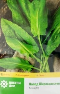 Лапад Широколистен